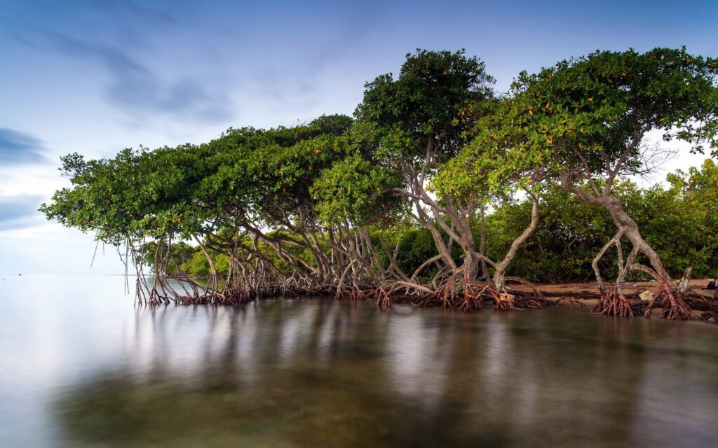 Kellik sorunununa çözüm doğadan geldi:Mangrov Ağaçları
