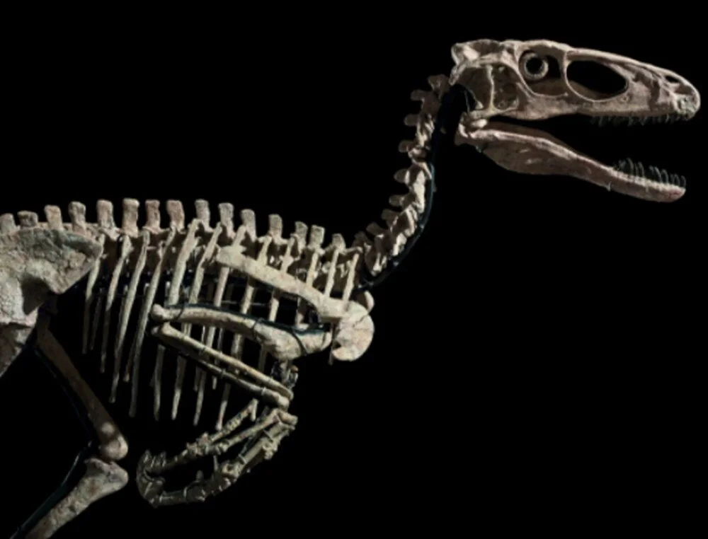 Jurassic Park filmine ilham veren dinozorun iskeleti 12,4 milyon dolara satıldı.
