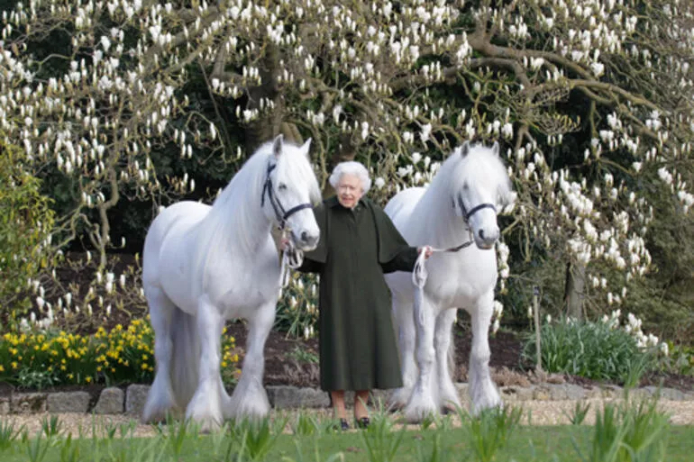 Parlamento açılışına katılmayan Kraliçe 2. Elizabeth, atlarını görmeye gitti.