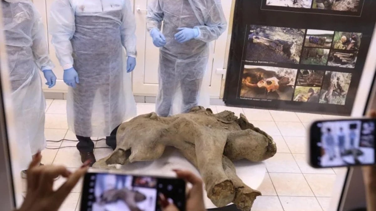 50 Bin Yıllık Mamut Fosili Bulundu