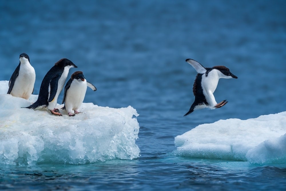 Penguenlerde Boşanma Oranları ve Üreme Başarısı