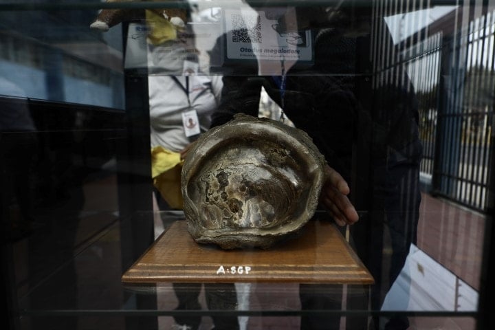Peru'da Tarih Öncesi Fosil Sergisi