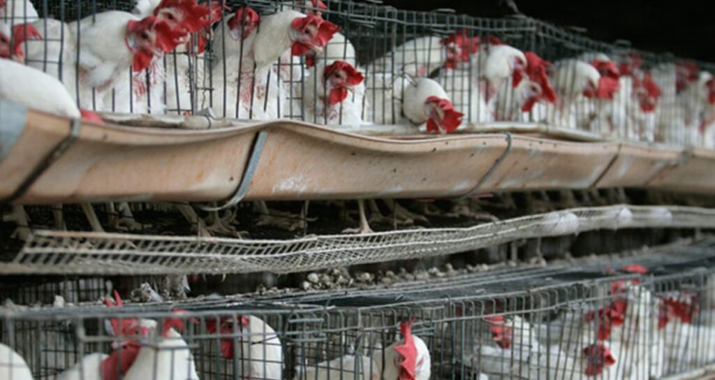 Birinci defa bir beşerde ‘H5N1’ çeşidi kuş gribine rastlandı