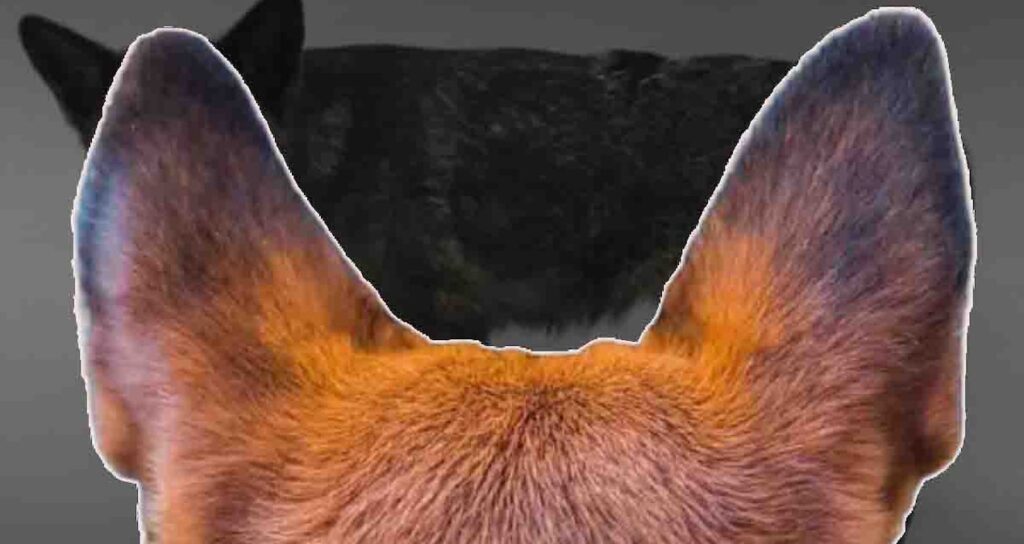 Bilim insanlarını endişelendiren keşif: Tilki üzere görünüyor, köpek üzere havlıyor!